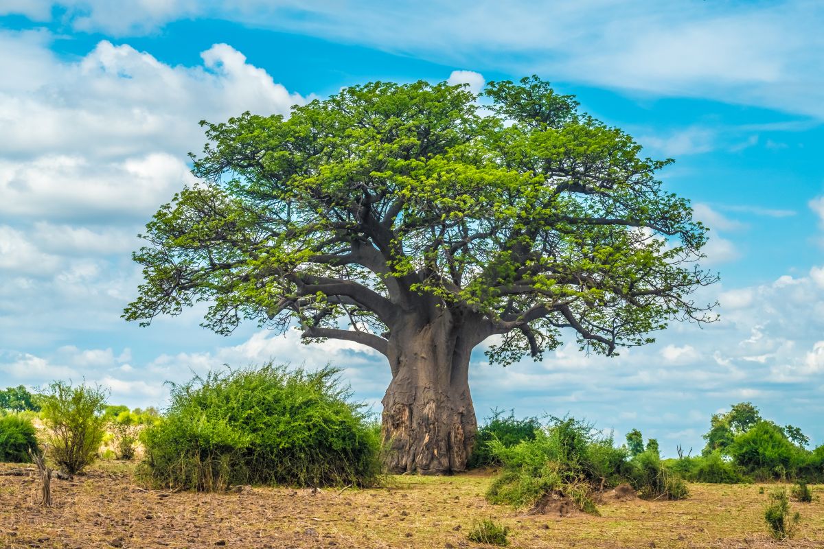 Afrikanische Affenbrotbäume (Baobabs) können über 2.000 Jahre alt werden. (Bildquelle: © iStock.com/Leamus)