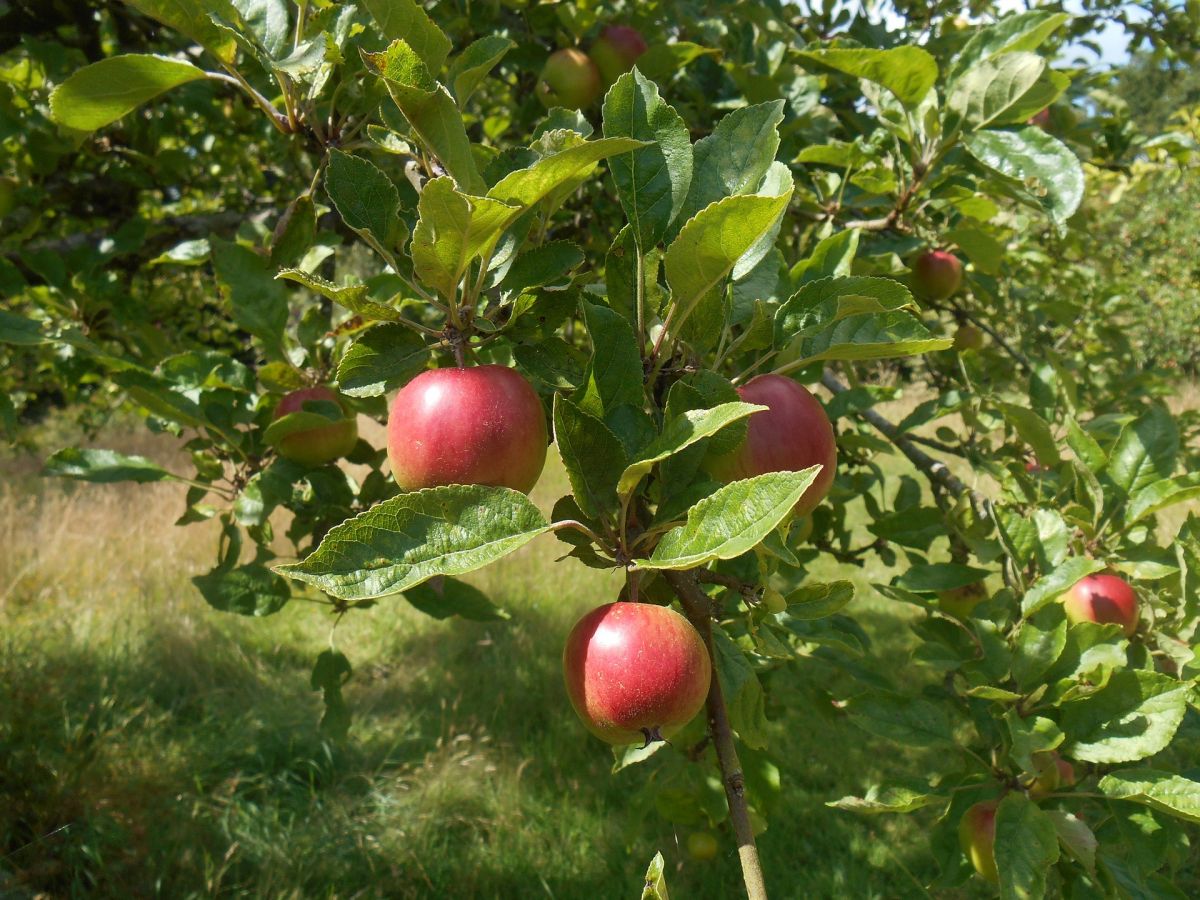 Die Äpfel haben es sich anders überlegt: Eins ihrer Gene für die Symbiose mit stickstofffixierenden Bakterien wurde abgeschaltet.