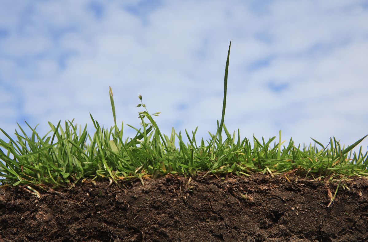 Die Umwandlung von Ackerland in intensiv genutztes Weideland kann die Bodenqualität deutlich erhöhen. In einer Studie konnten solche Böden bis zu 8 Tonnen Kohlenstoff pro Hektar und Jahr speichern. Dies macht die Böden nährstoffreicher und ermöglicht es ihnen, mehr Wasser zu halten.
