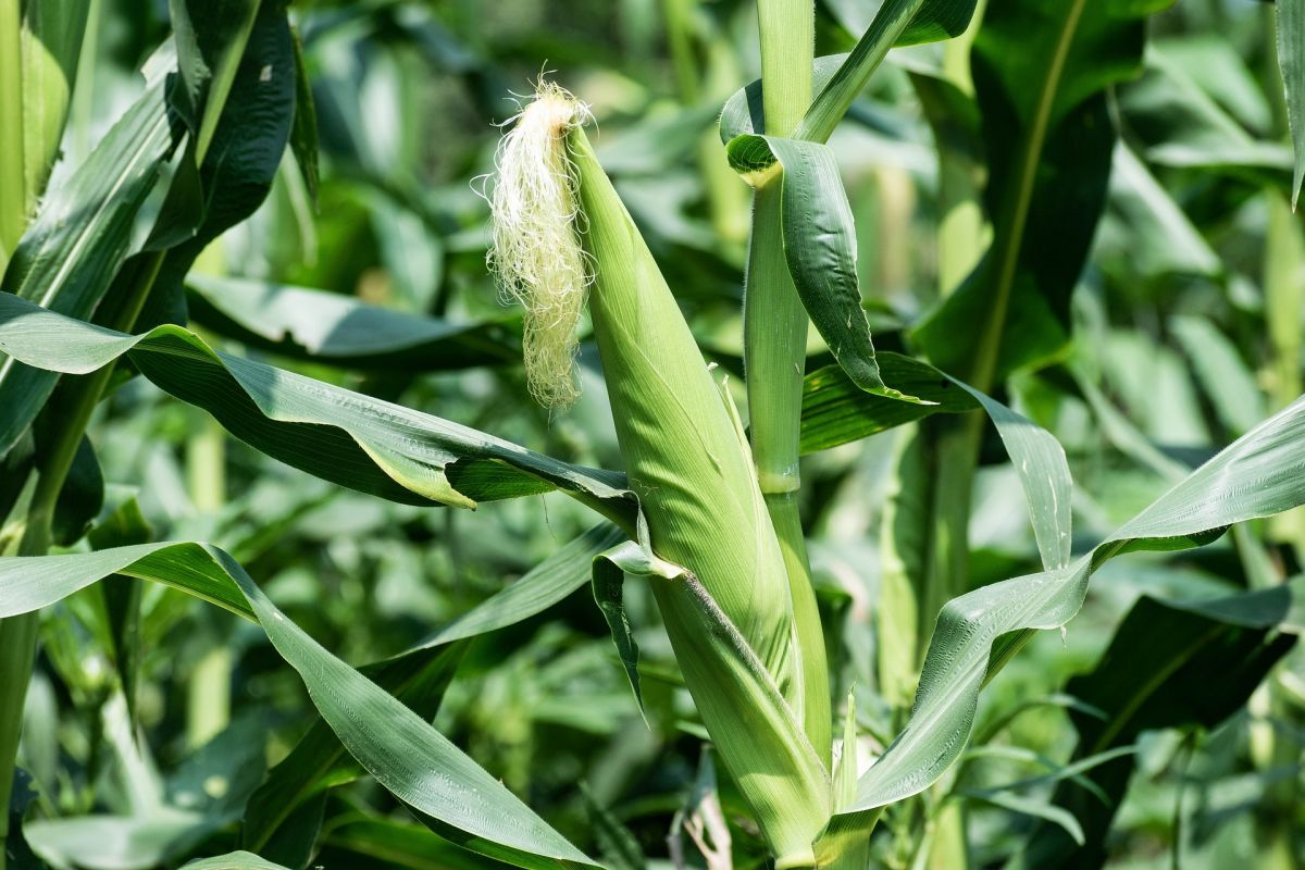 Mais ist eines der wichtigsten Grundnahrungsmittel. Ursprünglich wurde er auf dem amerikanischen Kontinent domestiziert, heute wächst er überall. (Bildquelle: © Rajesh Balouria/Pixabay/CC0)