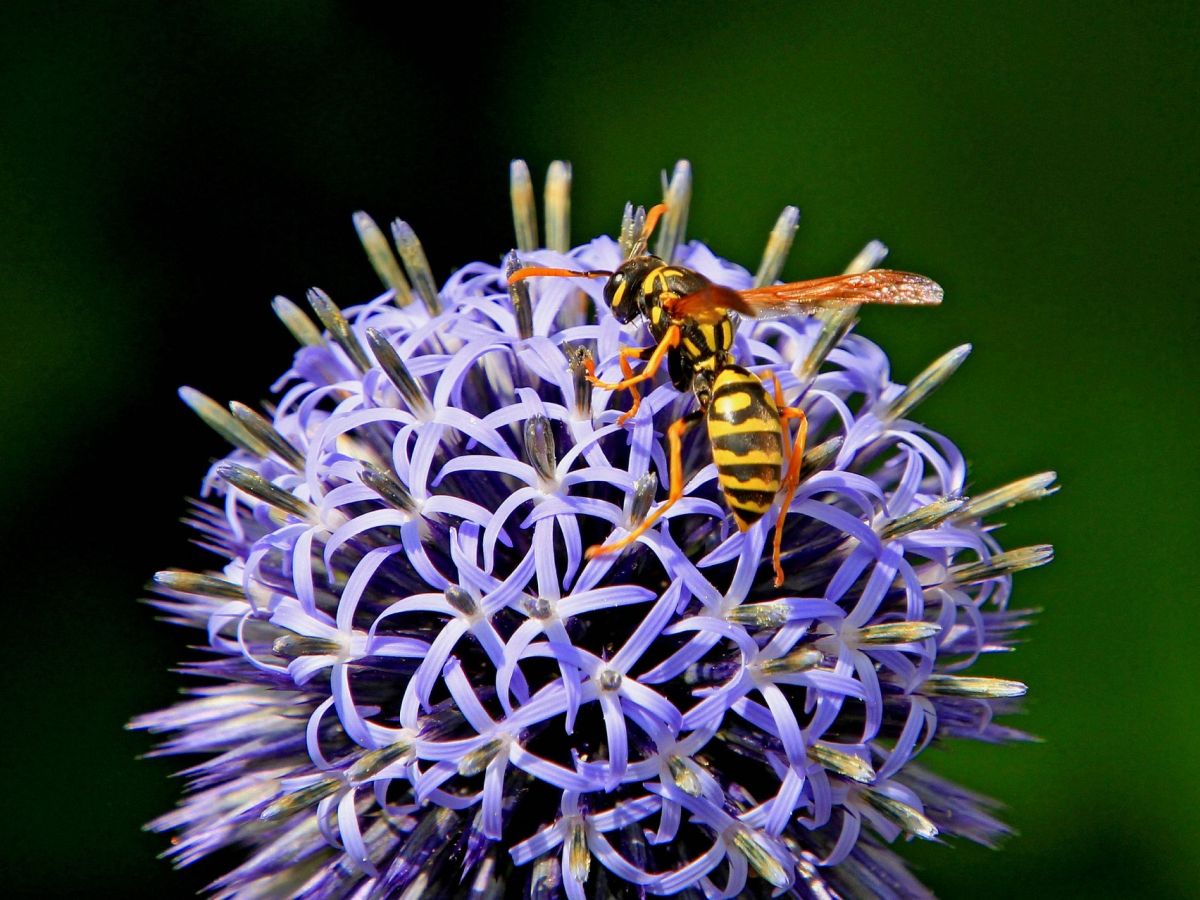 Wespen sind viel wertvoller als ihr Ruf und haben eine wichtige Bedeutung als Ökosystem-Dienstleister (auch wenn sie stechen können).
