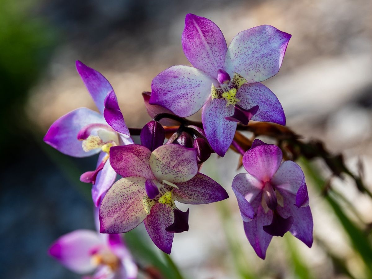 Ein Beispiel für Vielfalt im Pflanzenreich: Die Samen einiger Orchideen wiegen weniger als ein Mikrogramm – Kokosnüsse können auf bis zu 15 Kilogramm kommen. (Bildquelle: © Garry Chapple / Pixabay)