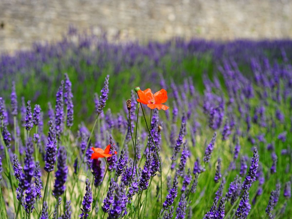 Stauden mit ätherischen Ölen, z.B. der Lavendel, sind ideale Gartenpflanzen für immer heißere Sommer (Bildquelle: © Hans / Pixabay)