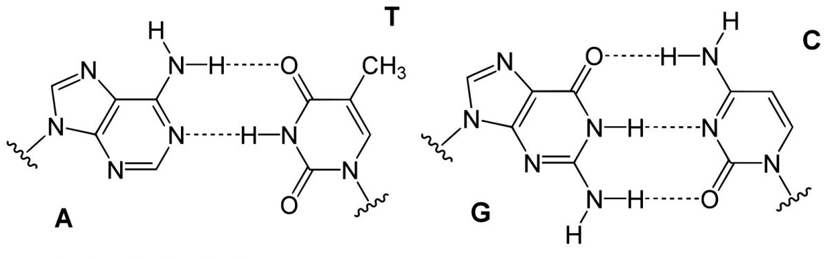 Basenpaare der DNA: A-T (Adenin und Thymin) und G-C (Guanin und Cytosin) - die Nukleobasen werden durch Wasserstoffbrücken zusammengehalten (hier als gepunktete Linien dargestellt).