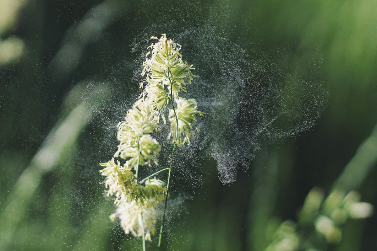 Allergiker fürchten ihn: den Pollenflug. Mit DNA-Barcoding kann man z. B. das Auftreten von allergieauslösenden Gräserpollen besser vorhersagen. (Bildquelle: © Pixabay/CC0)