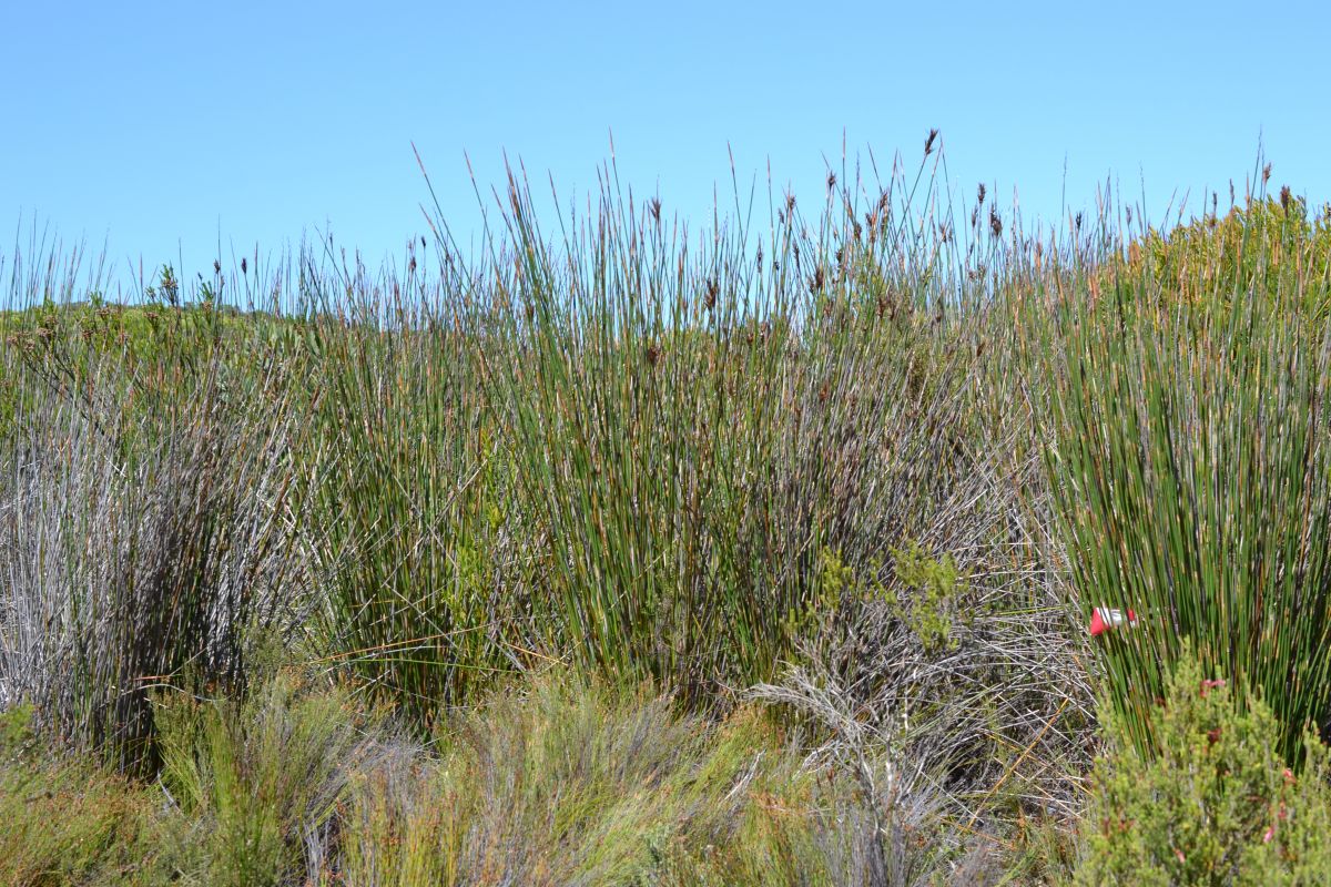 Die Pflanze Ceratocaryum argenteum führt Mistkäfer hinters Licht, indem ihre Samen so aussehen und riechen wie die Hinterlassenschaften von Tieren.  (Bildquelle: © Joseph DM White/University of Cape Town)