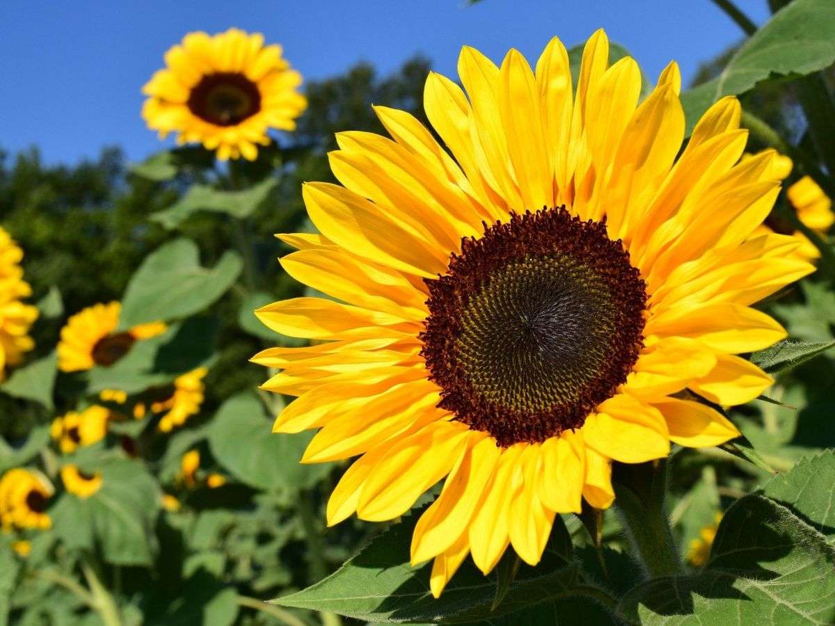 Eines Tages sollen auch Sonnenblumen als wichtige europäische Ölpflanze eine effizientere Photosynthese betreiben können – mit Hilfe eines mikrobiellen Stoffwechselweges. (Bildquelle: © Ulrike Leone / Pixabay)