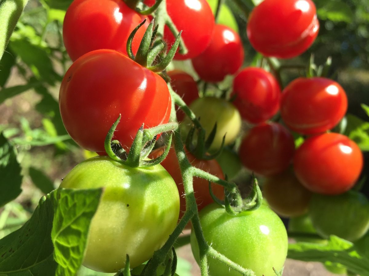 Früchte der Tomate (Solanum lycopersicum) können wahrscheinlich mit der restlichen Pflanze über elektrische Signale kommunizieren.
