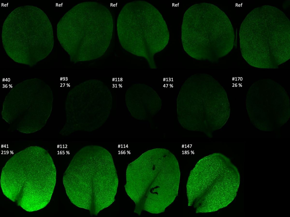 Das Team der Universität Düsseldorf hat ein Reportergen in Pflanzen übertragen. Es führt zur Produktion eines grün fluoreszierenden Proteins in den Chloroplasten. Hier sieht man exemplarisch diese Fluoreszenz: Referenzlinie (oben), Blätter mit verringerter Fluoreszenz (mitte) und mit höherer Fluoreszenz (unten). 
