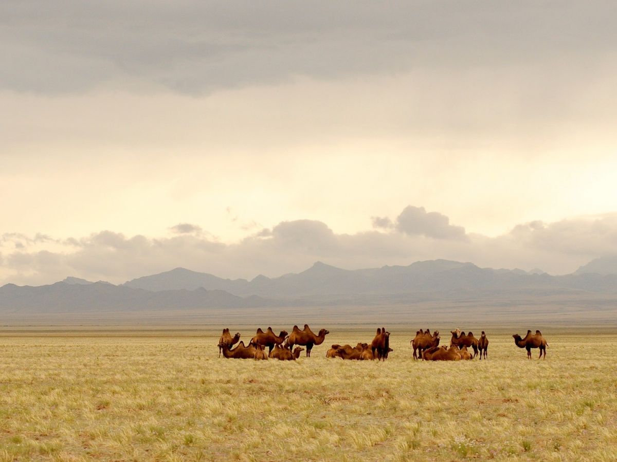Die weitläufigen Graslandschaften der Mongolei eignen sich für die Viehzucht. Etwa 20 Prozent des Landes sind von Grassteppe bedeckt.
