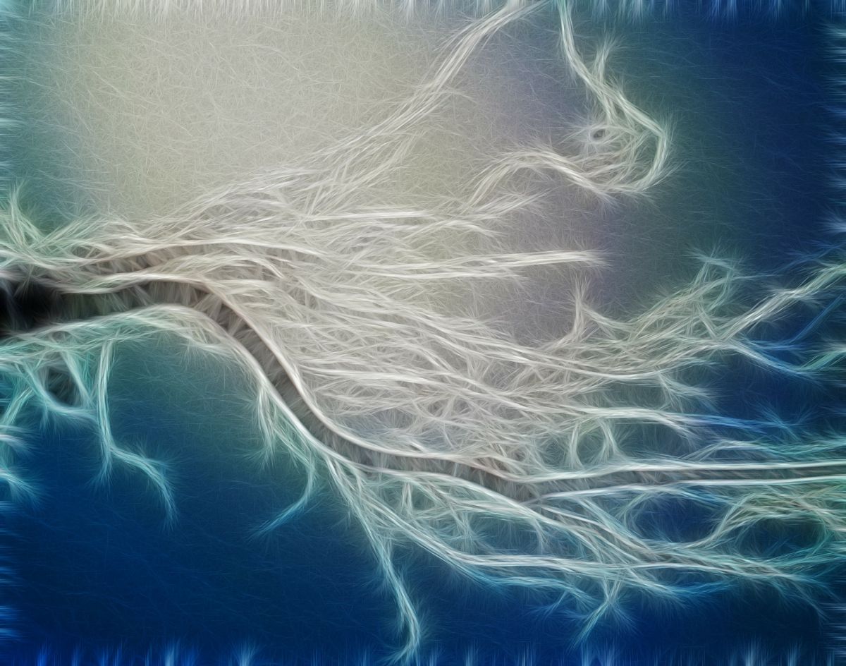 Arbuskuläre Mykorrhizapilze (AM) leben auf den Wurzeln von zahlreichen Pflanzen und versorgen sie mit Nährstoffen. Doch was passiert mit den Pilzen, wenn die Pflanze stirbt? (Bildquelle: © werner22brigitte/Pixabay/CC0)