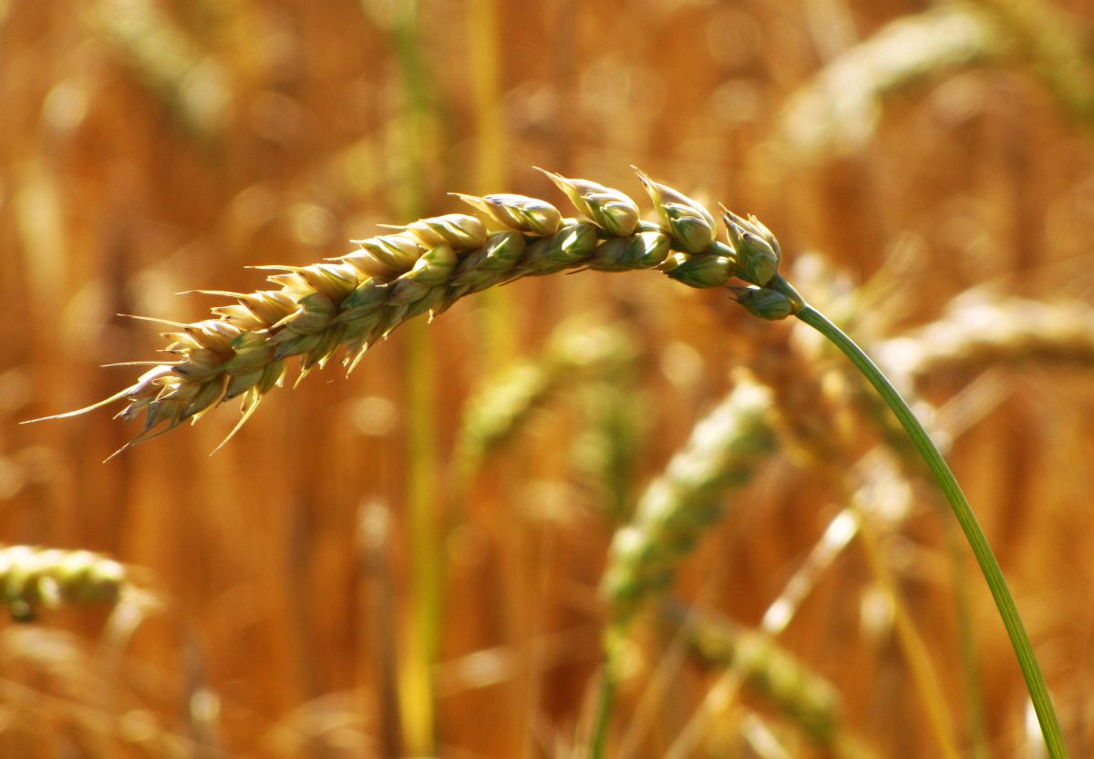 Das Weizengenom ist fünfmal größer als das Maisgenom (Quelle: © Rainer Sturm / pixelio.de).