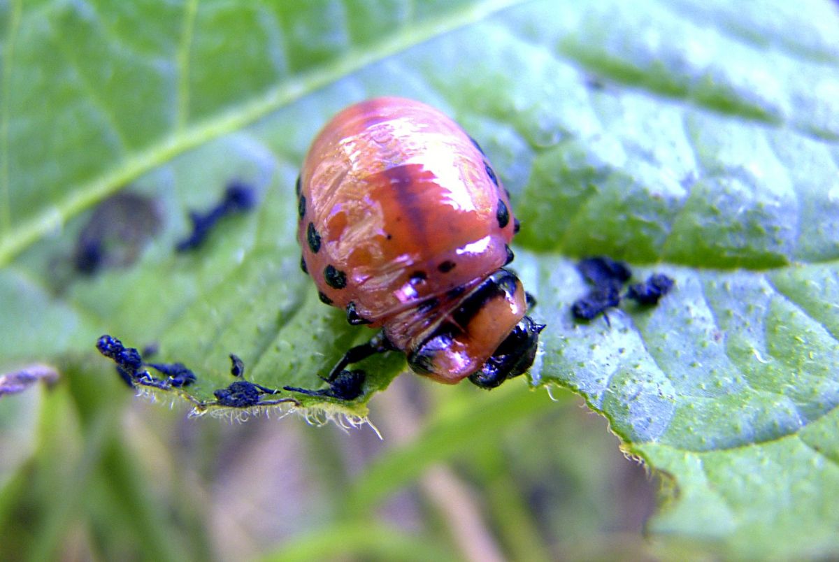 Eine Kartoffelkäferlarve frisst sich an einem Blatt satt. Der Käfer überträgt dabei mit seinem Speichel Bakterien, mit denen er in Symbiose lebt, auf das Blatt. Die Pflanze aktiviert daraufhin fälschlicherweise die Abwehr gegen Bakterien und der Käfer kann ungestört weiter naschen.