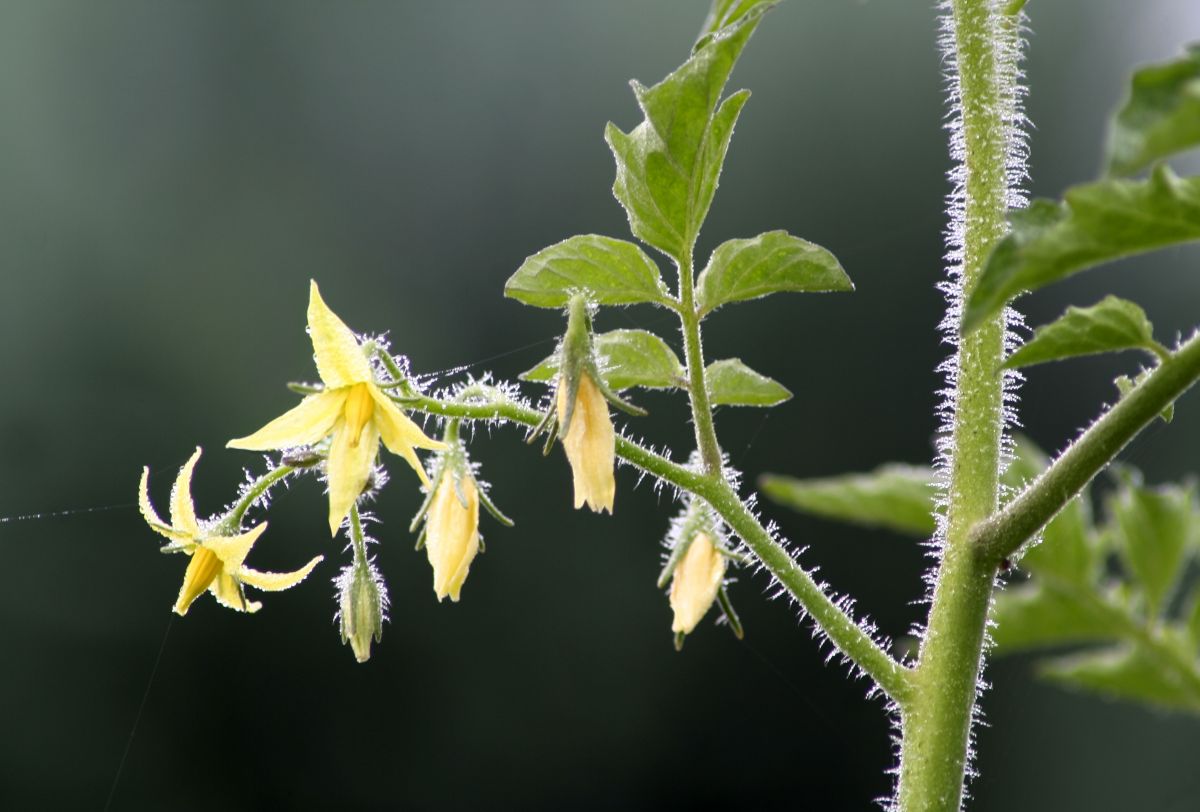 Auch unsere Nutzpflanzen, beispielsweise Tomatenpflanzen, bilden Blüten aus.
