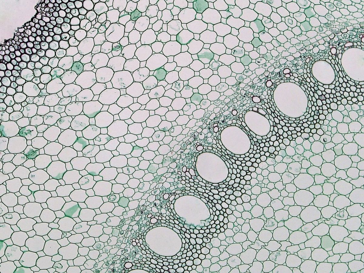Wurzelzellen einer Maispflanze unterm Mikroskop. (Bildquelle: © BCC Bioscience Image Library / Flickr / CC0)