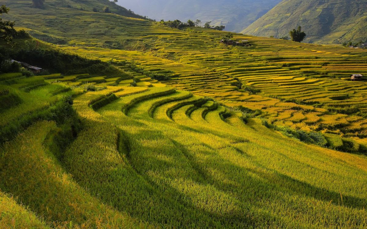 Der Reisanbau ist stark von einer ausreichenden Wasserversorgung abhängig. Doch Trockenphasen nehmen durch die Klimakrise zu. Neue Sorten sollten daher eine gute Trockentoleranz aufweisen. (Bildquelle: © Son Hoa Nguyen / Pixabay)