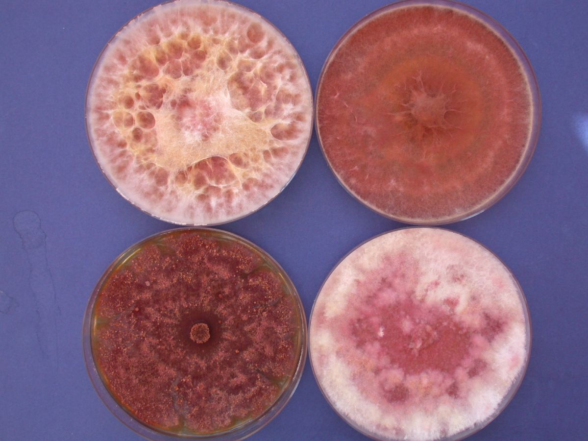 Vier Stämme von Fusarium graminearum im Labor.