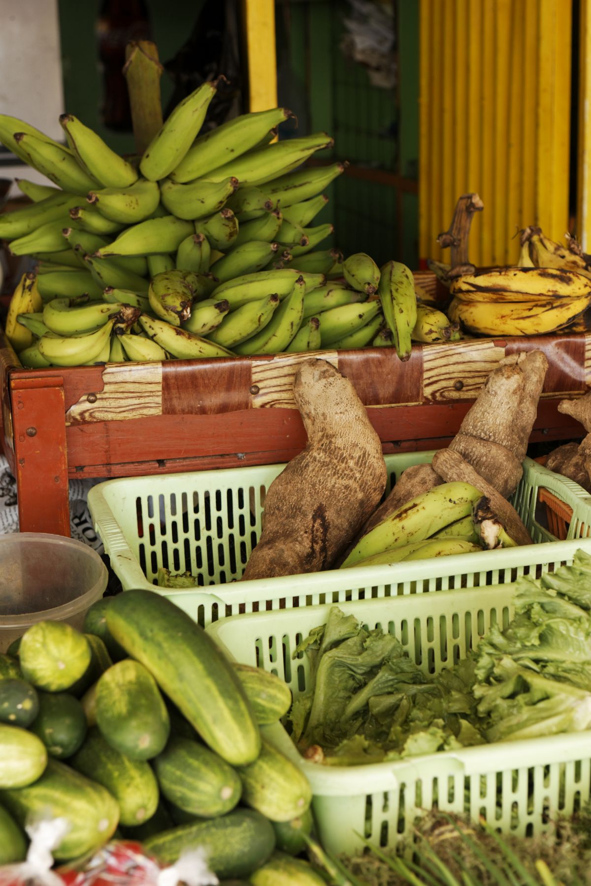 Der Pilz ist so gefährlich, da er nicht nur die Kulturbanane bedroht. Die Variante des Pilzes TR4 greift auch andere Bananensorten an, die nicht für den Export, sondern für lokale Märkte angebaut werden.