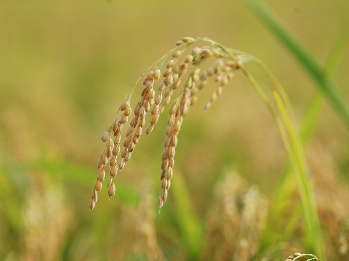 Dank zweier ausgeschalteter Enzyme könnten Reiswurzeln stärker von Stickstoff-fixierenden Bakterien besiedelt werden, was in einer Studie rund ein Viertel mehr Ertrag zur Folge hatte. (Bildquelle: © Park Misso m / Pixabay)