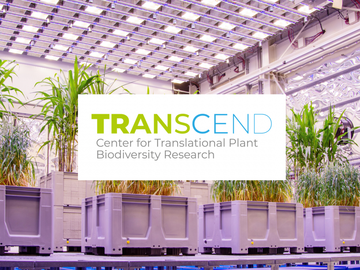 TRANSCEND - Center for Translational Plant Biodiversity Research (Bildquelle: © IPK Gatersleben)