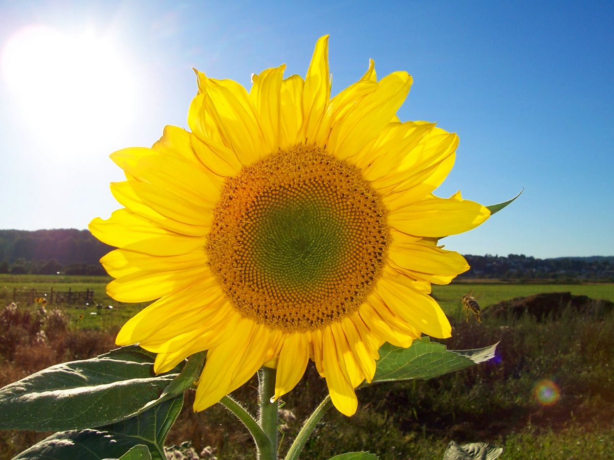Sonnenblume (Quelle: © Nick1915 / wikipedia.de)