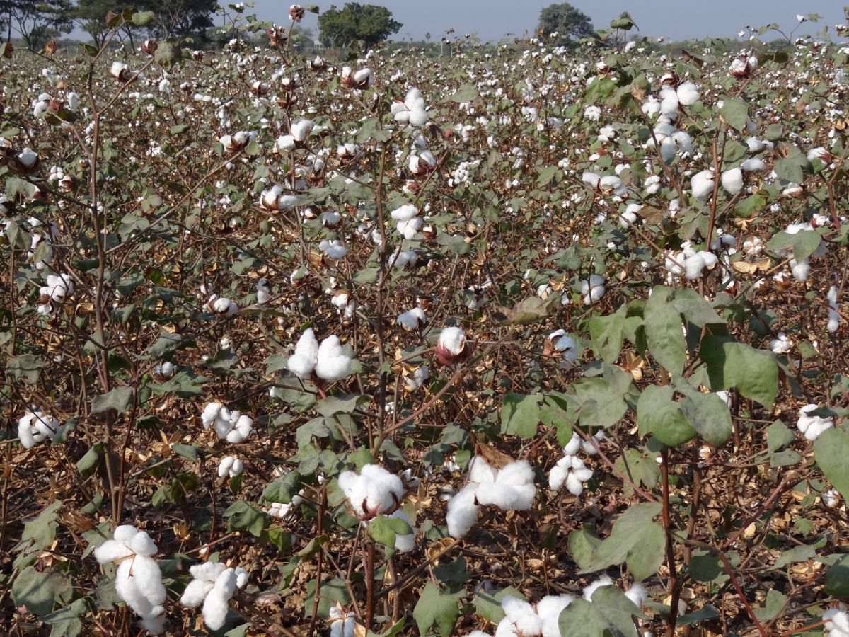 Baumwollfeld: Führt Bt-Baumwolle tatsächlich zu einem höheren Lebensstandard?