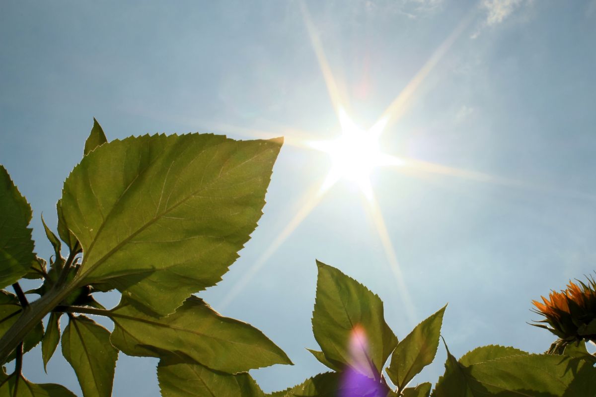 Ohne Sonnenlicht sind Pflanzen nicht in der Lage, Photosynthese zu betreiben.