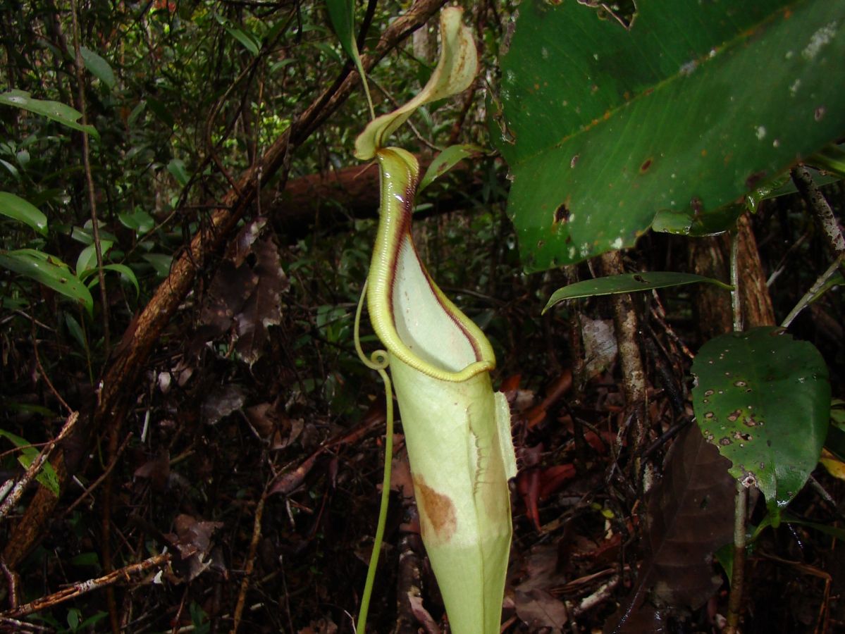 Die Kannenpflanzenart Nepenthes hemsleyana geht eine ungewöhnliche Symbiose mit der Hardwicke-Wollfledermaus ein. (Bildquelle: © BAZILE Vincent/wikimedia.org; CC BY-SA 3.0)