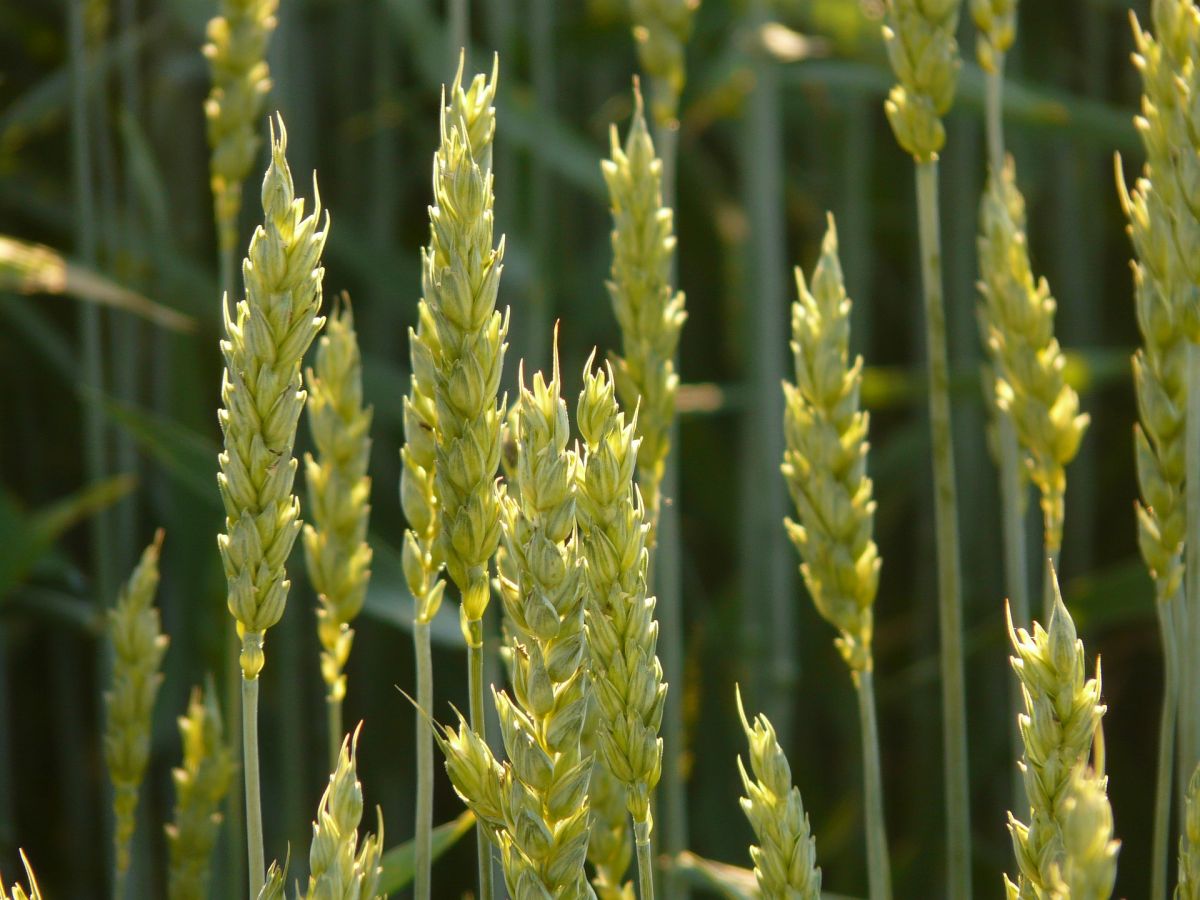Weizen ist weltweit eine der erfolgreichsten Nutzpflanzen. (Bildquelle: © Hans Braxmeier / Pixabay)