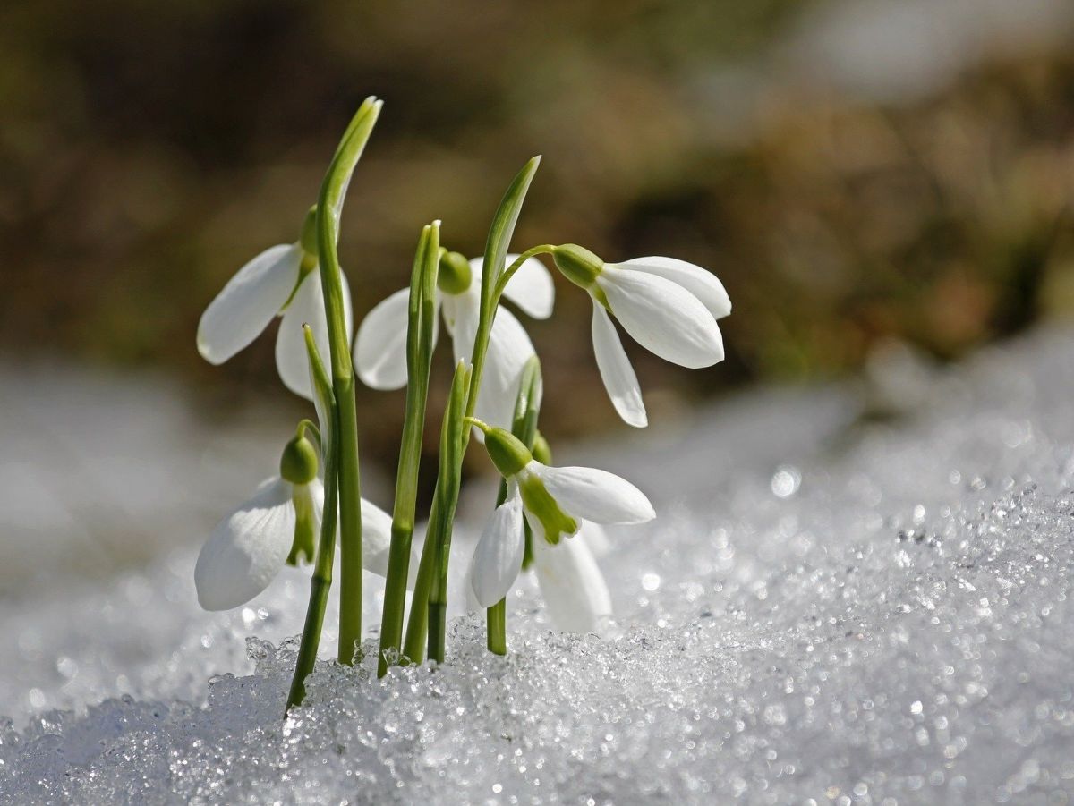Schneeglöckchen: Ihre Zwiebeln funktionieren wie kleine Heizstäbe im Boden. Sie schmelzen den Schnee und die Pflanzen kommen so schneller aus dem Boden und zum Blühen. (Bildquelle: © sunflair / Pixabay)