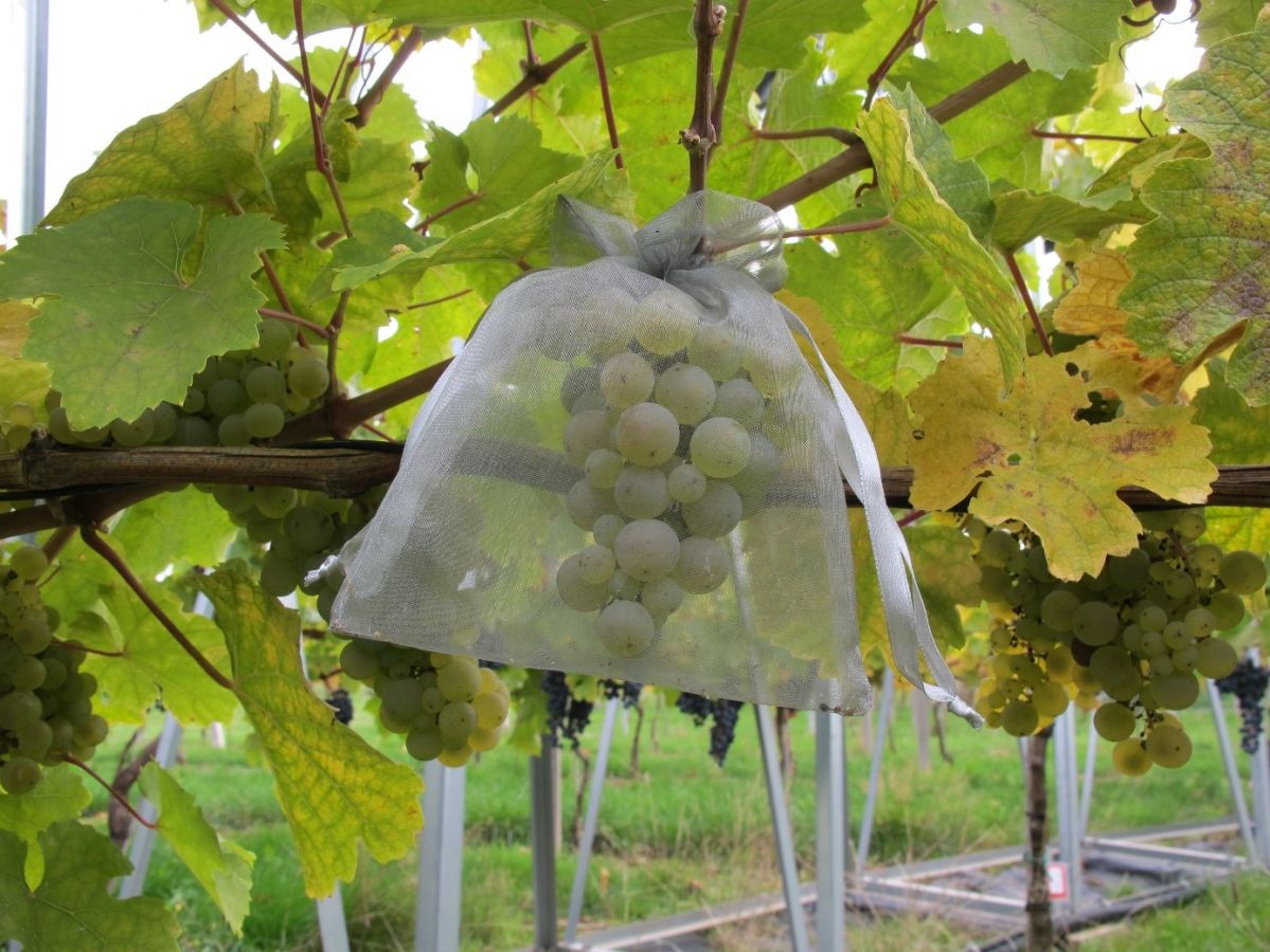 In Säckchen verpackt garantierten die Wissenschaftler den kontrollierten Befall der Weintrauben mit dem Traubenwickler.