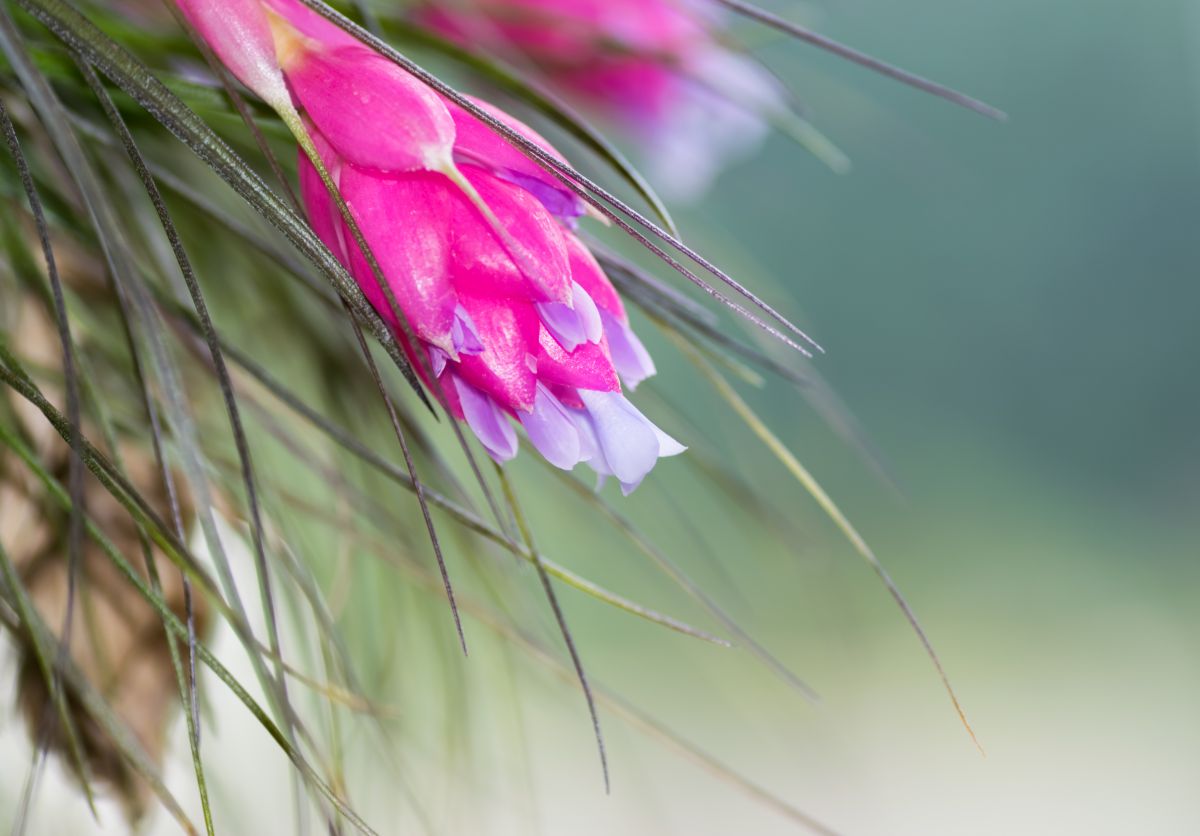 Tillandsia stricta: Aufsitzerpflanze mit hübschen Blüten. Tillandsien sind beliebte Zierpflanzen. Wer eine kaufen möchte, sollte darauf achten, dass sie nicht aus Wildsammlungen stammen. (Bildquelle: © iStock.com/Shihina)