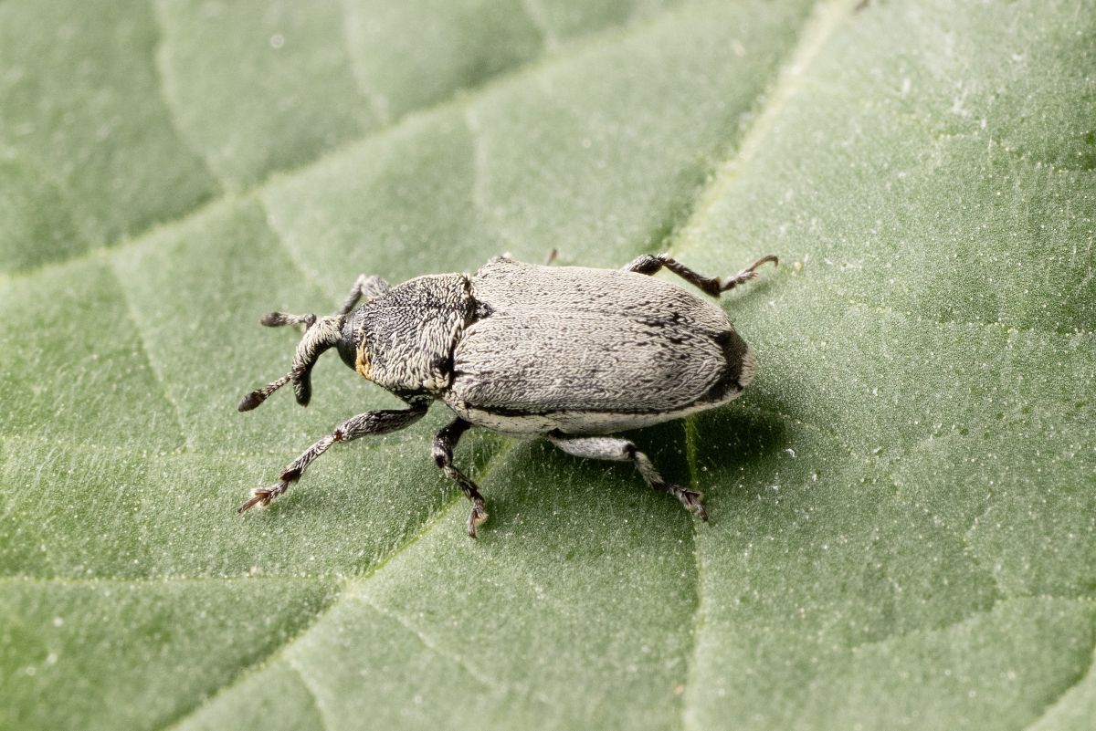 Der Rüsselkäfer Trichobaris mucorea: Seine Larven bohren sich durch die Stängel von Tabakpflanzen und ernähren sich vom Stängelmark.

