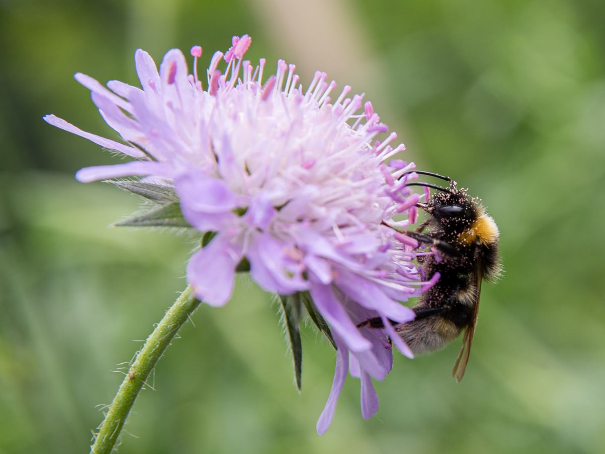 Eine Erdhummel ist mit Pollen von der Acker-Witwenblume bedeckt. (Bildquelle: © WWU - Peter Leßmann)