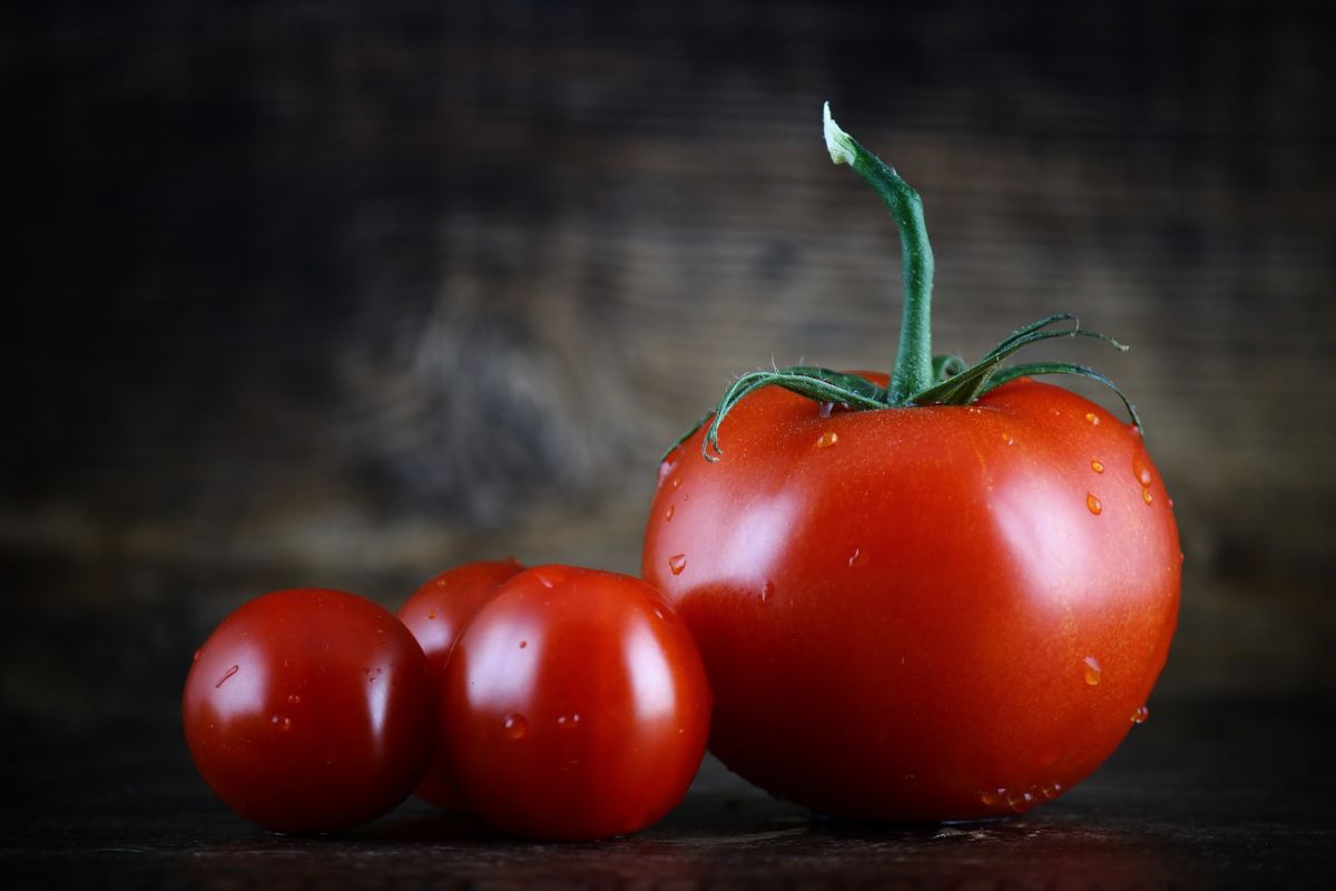 Unsere Tomaten sind durch jahrzehntelange Zucht aus Wildtomaten entstanden. Wissenschaftler haben nun diese Zucht im extrem schnellen Zeitraffer nachgebildet. (Bildquelle: © Comfreak/Pixabay/CC0)