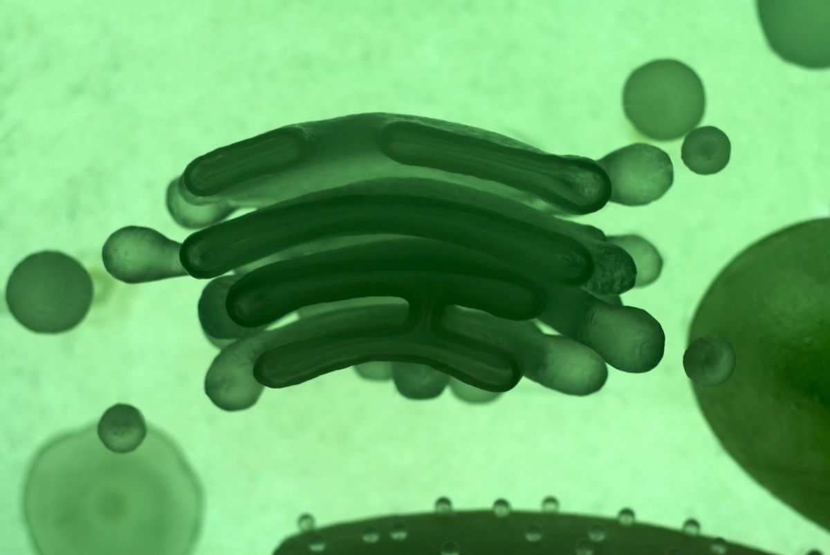 Modell eines Golgi-Apparats: In diesem Organell haben Forscher einen Nukleotid-Zucker-Transporter entdeckt. Der GDP-fucose transporter 1 transportiert die GDP-L-Fucose in den Golgi-Apparat. (Quelle: © iStock.com/David Gunn)