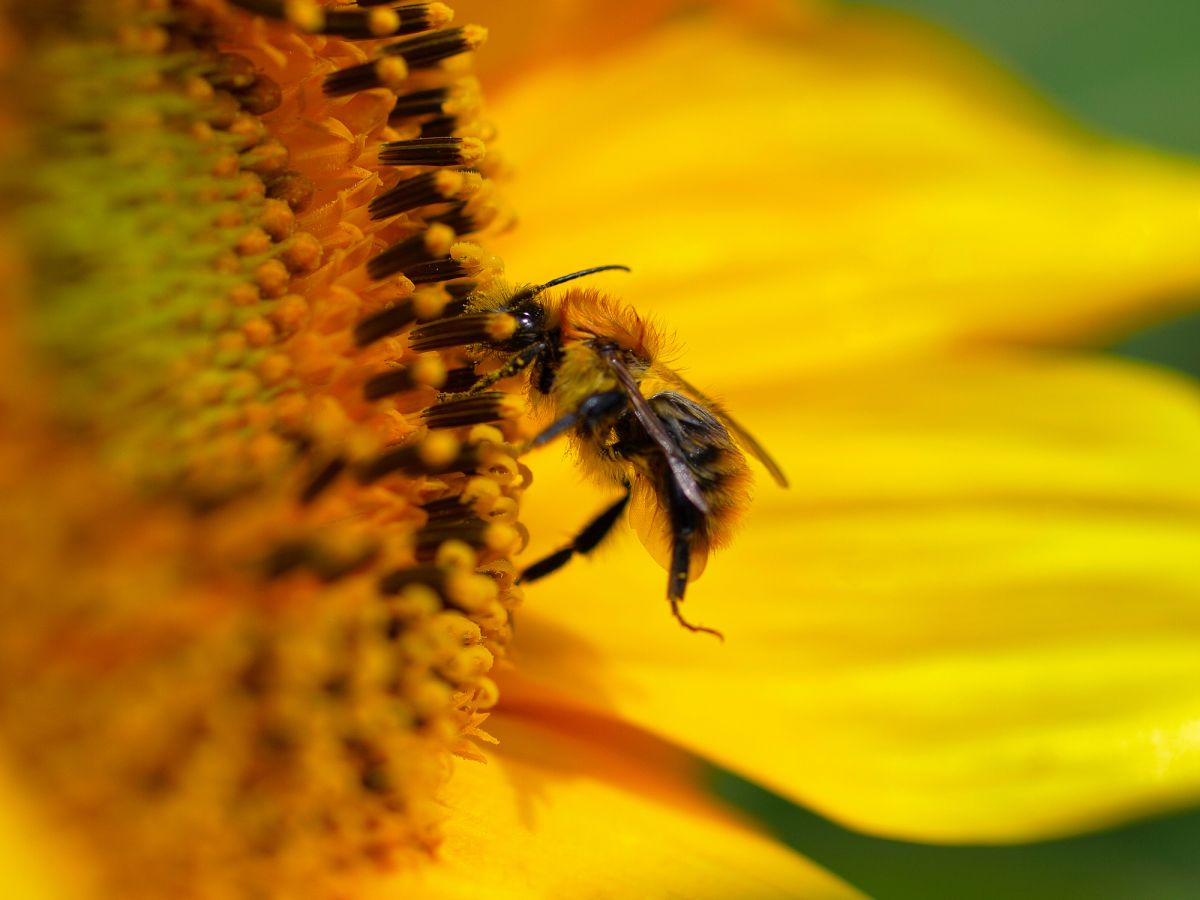 Ausgewachsene Sonnenblumen richten ihren Blick dauerhaft gen Osten. Für Bestäuber, wie Bienen, werden sie dadurch interessanter, da sie sich morgens schneller erwärmen.
