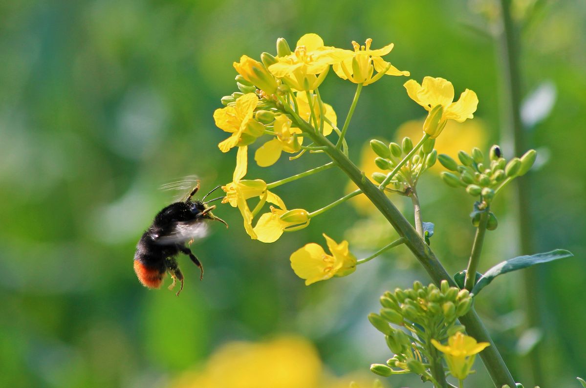 Bienen fliegen auf Raps: Die leuchtend gelb blühende Nutzpflanze wird oft mit Insektiziden behandelt, die den Bienen schaden. (Bildquelle: © Angelika Koch-Schmid / pixelio.de)