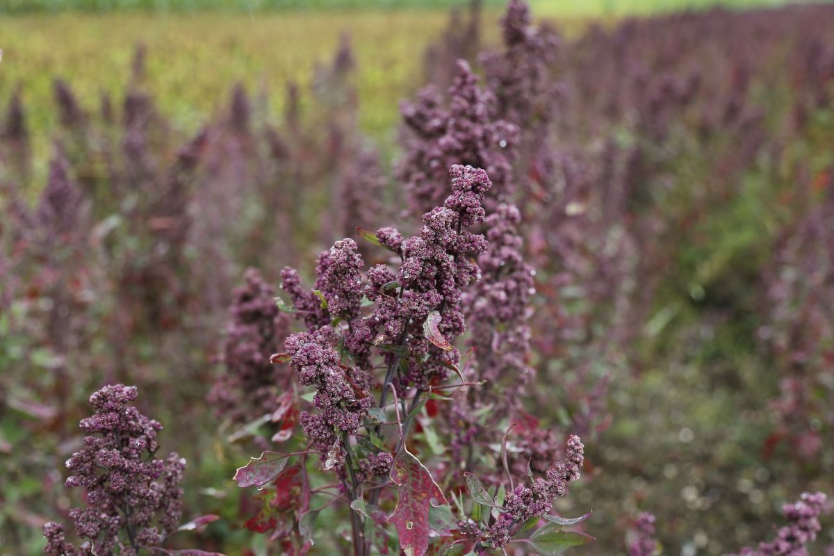 Peru, Bolivien und Ecuador sind die Hauptanbauländer für Quinoa. In Südamerika wurde die Pflanze einst auch domestiziert. (Bildquelle: © Jai79/pixabay, CCO)
