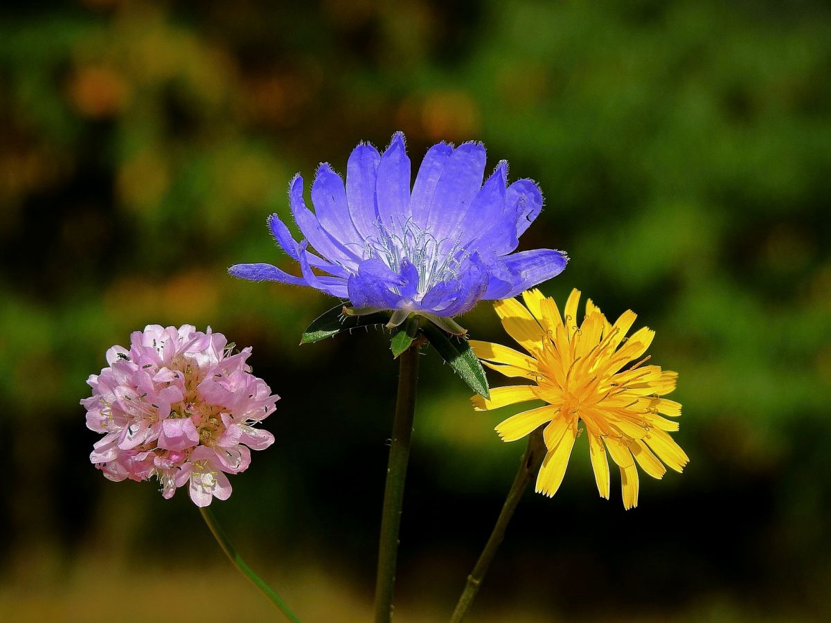 Blütenpflanzen gehören zu der artenreichsten Klasse der Samenpflanzen. Ihre Entwicklung geht Hand in Hand mit der Evolution der PIN-Proteine. (Bildquelle: © erwin nowak / Pixabay)