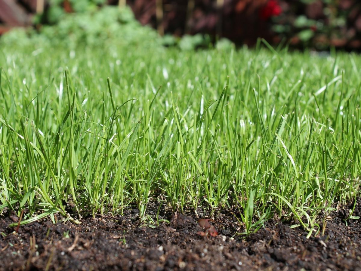 Mehrjährige Gräser können für eine erhöhte Kohlenstoffspeicherung im Boden sorgen. Dafür müssen sie aber mindestens zwei Jahre wachsen können. (Bildquelle: © justyna346/ pixabay)