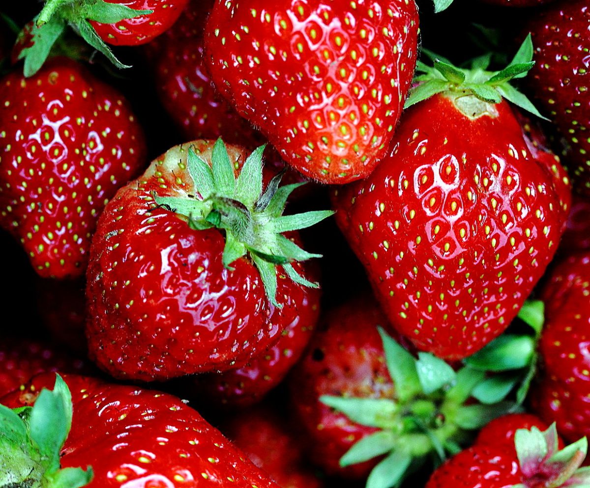 Erdbeeren sind nicht nur lecker. (Quelle: © Hedwig Storch/wikimedia.org; CC BY-SA 3.0)