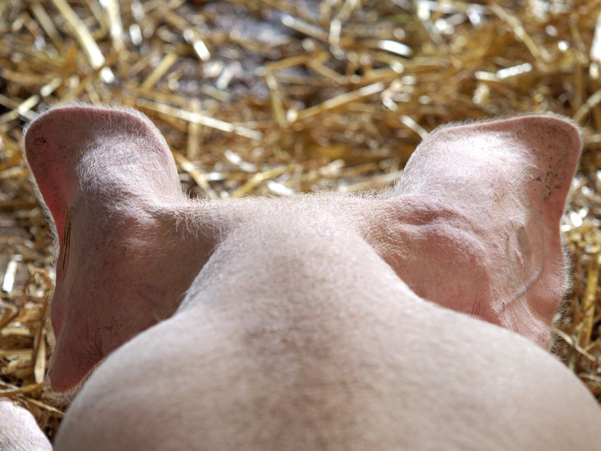 In Berlin wird viel Schweinefleisch konsumiert. Doch die Produktion davon ist besonders flächenintensiv.