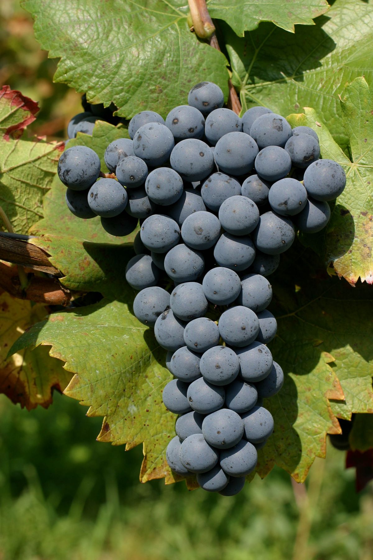 Auch "Regent" zählt zu den PIWIS, den pilzwiderstandsfähigen Rebsorten. Die Rotweinsorte wurde  ebenfalls am Institut für Rebenzüchtung Geilweilerhof gezüchtet.
