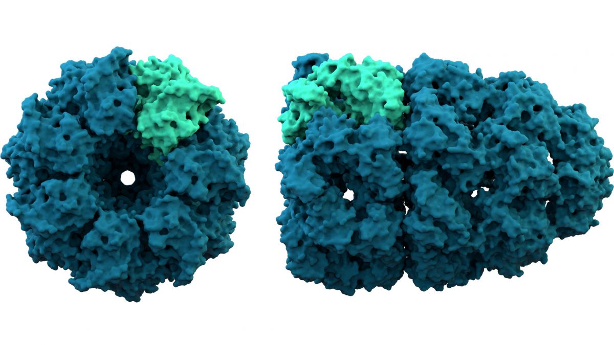 Darstellung der Raumstruktur des Proteins Chaperonin. (Bildquelle: © Thomas Splettstoesser / wikimedia.org; CC-BY-SA-3.0)