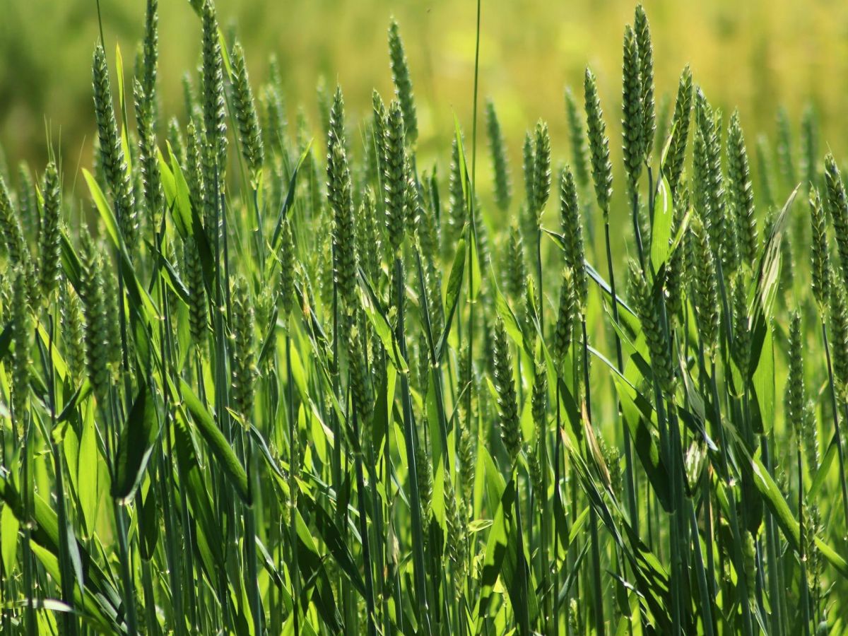 Der Ertrag unserer Nutzpflanzen hängt unter anderem davon ab, wie effizient sie Kohlendioxid aus der Luft binden können. (Bildquelle: © Annette Meyer / Pixabay)