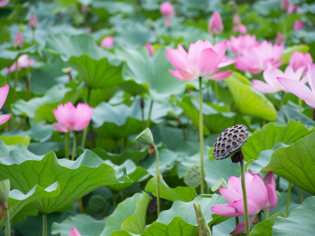 Die Lotusblüte ist eine weit verbreitete Nahrungspflanze in Zentralchina. (Bildquelle: © lamosi / Pixabay) 
