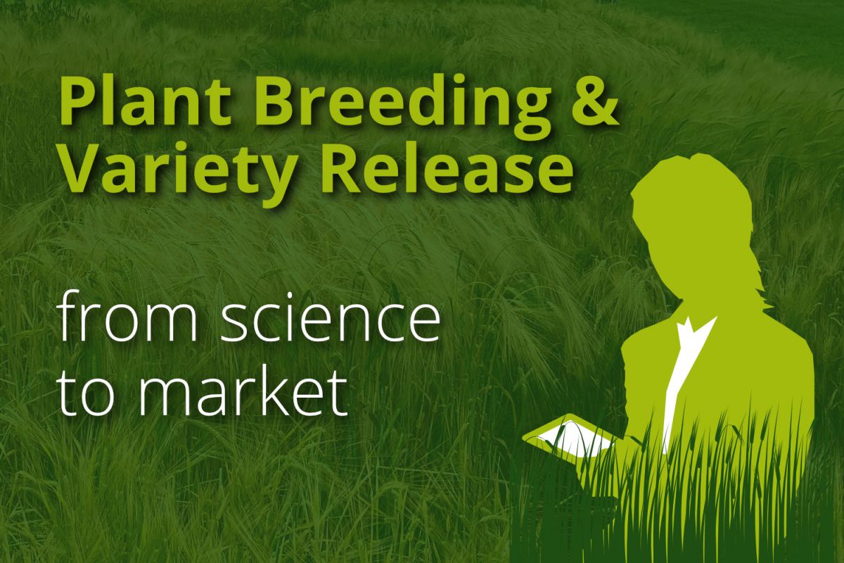 Plant Breeding & Variety Release