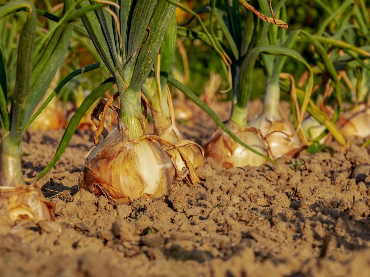 Unsere Nutzpflanzen sind für den Anbau in Monokulturen spezialisiert. Dabei könnten sich in Mischkulturen vielleicht sogar noch höhere Erträge erreichen lassen. (Bildquelle: © 1195798 / Pixabay)