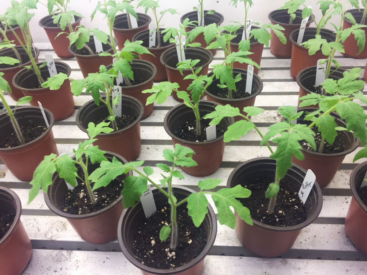 Tomatenpflanzen in der Wachstumskammer: Für die Studie wurden sie mit Bakterien besprüht, um verschiedene Blattmikrobiome zu simulieren. (Bildquelle: © Britt Koskella photo)